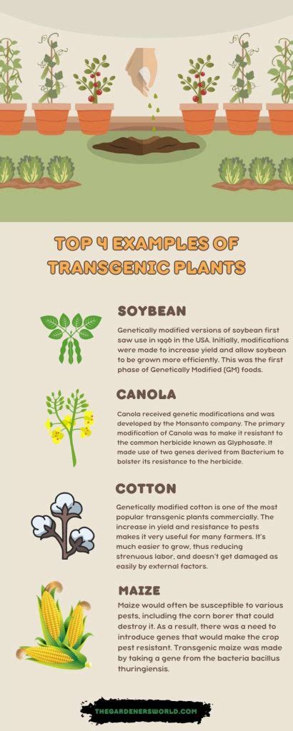 A List Of Transgenic Plants | Genetically Modifying Plants Is A Good ...