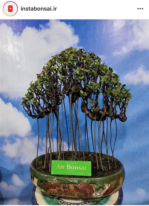 Pin by annie stagliano on bonsaïs Bonsai tree types Bonsai art Bonsai