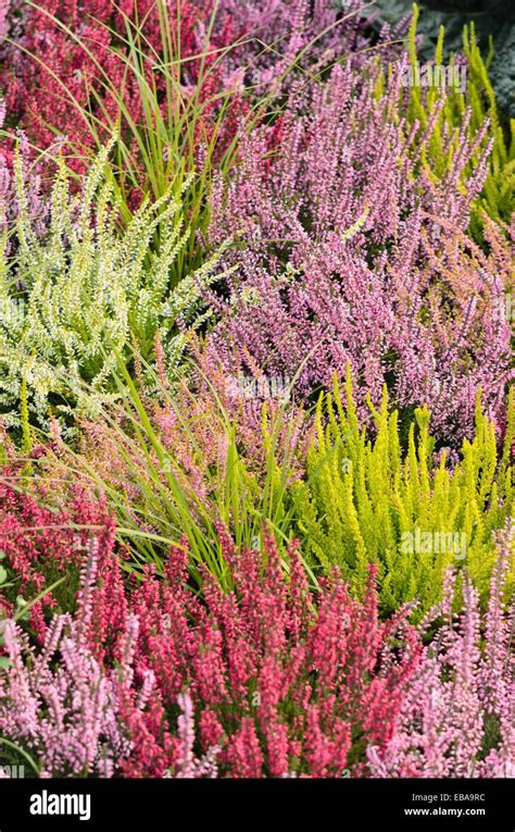 Common Heather Calluna Vulgaris Stock Photo Alamy