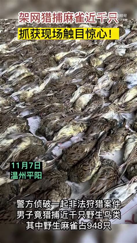 設捕鳥網非法狩獵近千麻雀 溫州捕鳥男：取鮮活的用來涮火鍋 星島日報