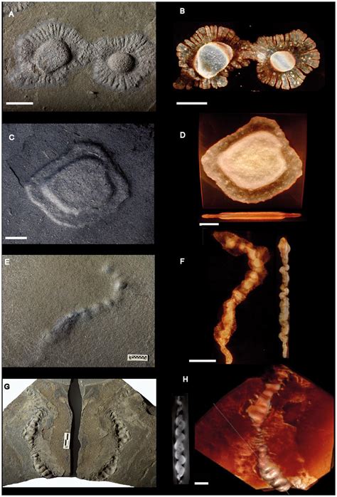 Francevillian Biota 21 Billion Year Old Multicellular Organisms Which