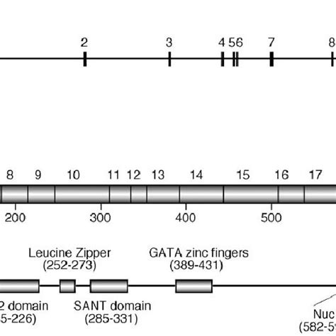 Structural Representation Of The Mouse Mta Gene And Protein A