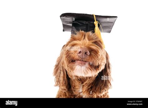 Perro Feliz Con Sombrero De Graduación Y Borla Amarilla Lindo Perro