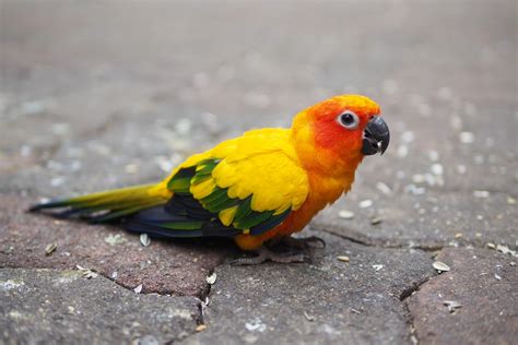 Ringneck Parrot Price In India Mar Food Care