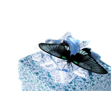 butterfly   box stock photo image  nature beautiful