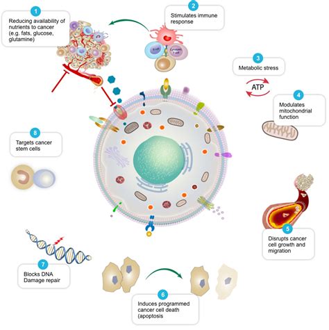 Lung Cancer Cells Diagram