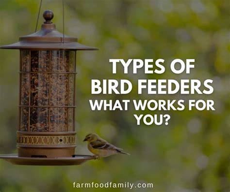 18+ Different Types of Bird Feeders: What Works for You?