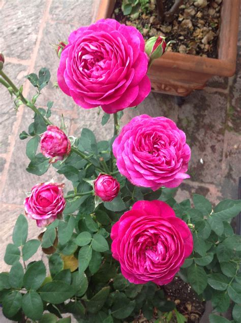 Pin de Hector Meurehg en Mexican rose garden | Belleza