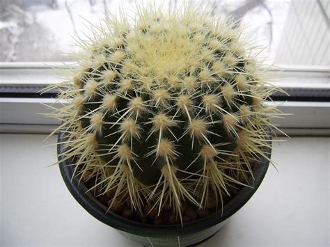 Эхинокактус Грузони (Echinocactus Grusonii): как поливать, как ...