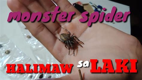 Halimaw Sa Laki Inikot Namin Ang Patag Camotes Island Spider YouTube