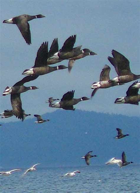 Pacific Black Brant hunting guides | Alaska Duck Hunting King Eider Hunting