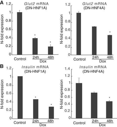 Effect Of Suppression Of Hnf A And Hnf A Function On Glut And Insulin