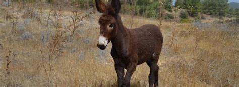 Donkey Welfare The Donkey Sanctuary