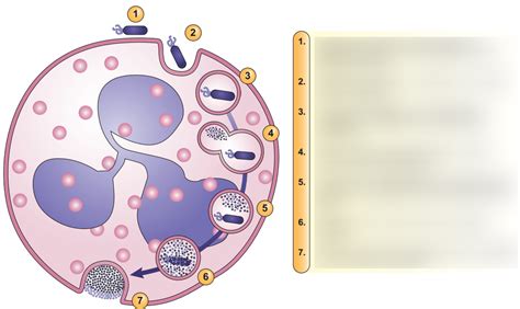 Immunology And Serology Ch 3 Innate Immunity Diagram Quizlet