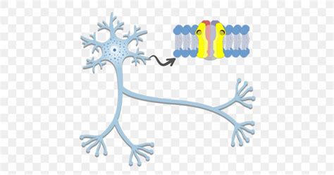 Axon Hillock Neuron Action Potential Nervous System, PNG, 1200x630px ...