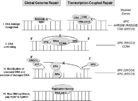 Figure 1 From Nucleotide Excision Repair Gene Polymorphisms And Risk Of