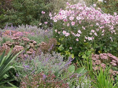 Nemt sensommerbed i rosa og blå farver Rock garden Japansk have