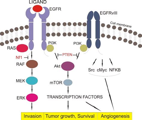 Egfr Signaling Pathway Egfr Epithelial Growth Factor Receptor Download Scientific Diagram