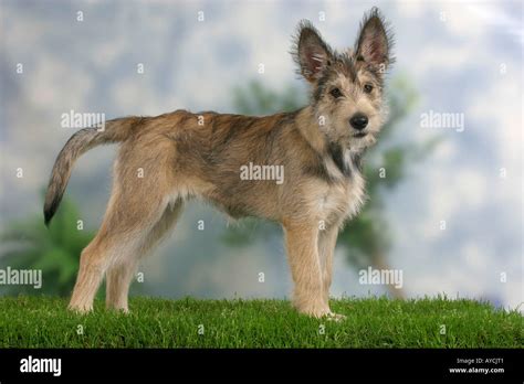 Berger Picard Welpen 14 Wochen Berger De Picardie Seite Stockfoto Bild