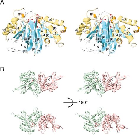 Crystal Structure Of The TRNA 3 Processing Endoribonuclease TRNase Z