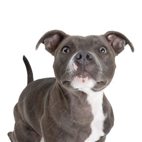 Is A Staffordshire Bull Terrier A Pitbull