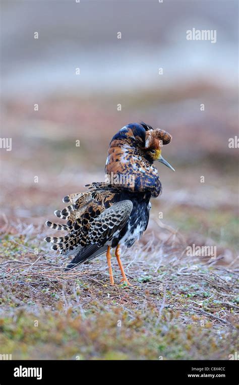 Ruff Philomachus Pugnax Male Displaying At Lek In Breeding Plumage