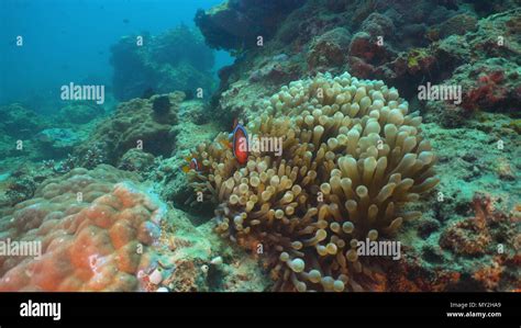 Poisson Clown Clown Dans Actinia Sur Barri Re De Corail Amphiprion