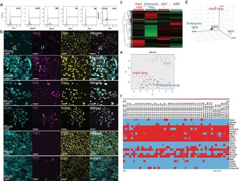 Mouse Ilec Characterization A Characterization Of Ilec By Flow