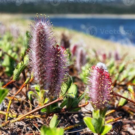 Spring flowering shrub of Salix Arctica Arctic Willow 22021289 Stock