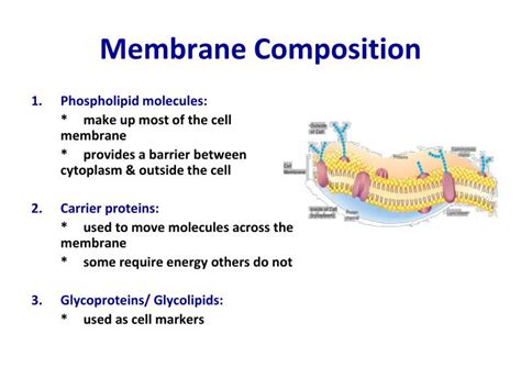 PPT - The Plasma (Cell) Membrane PowerPoint Presentation - ID:4799979