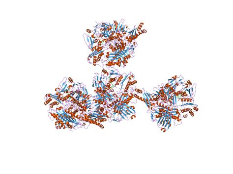 Xanthine dehydrogenase