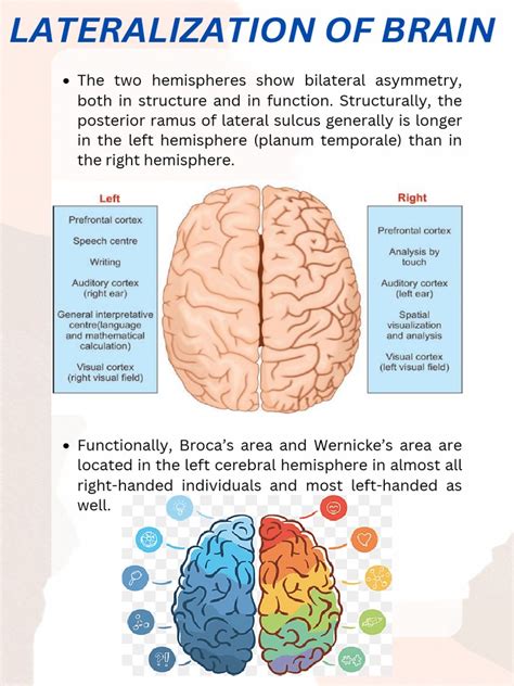 Lateralization of brain | PDF