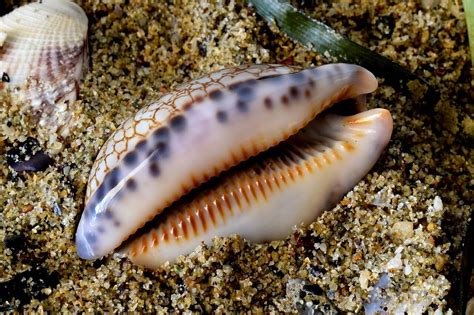 Cowrie Snail Real Shell Money