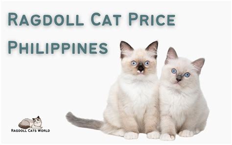 How Much are Ragdoll Cats in the Philippines?