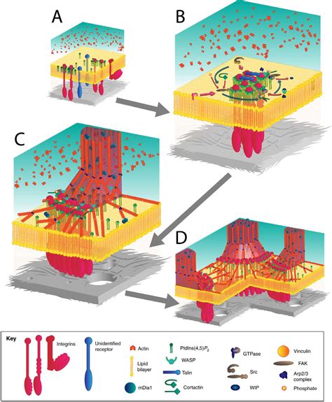 Podosomes Semantic Scholar