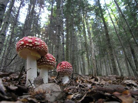 Parco Nazionale Delle Foreste Casentinesi Tra Monti E Boschi Al