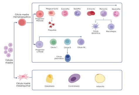 Conceptos Básicos Células Madres BioXcellerator