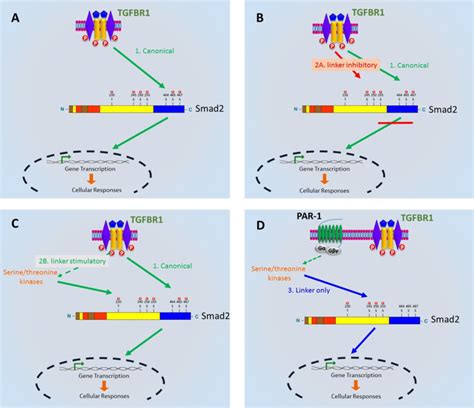 The Evolution Of Smad Signalling A Canonical Tgf Receptor Tgfbr