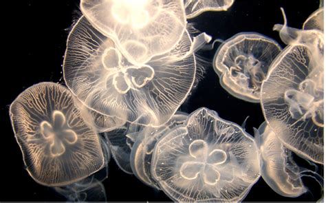 Are Moon Jellies Eating Up All The Zooplankton Washington Sea Grant