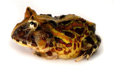 Brazilian Horned Pac Man Frog Ceratophrys Aurita Captive Bred Cbp