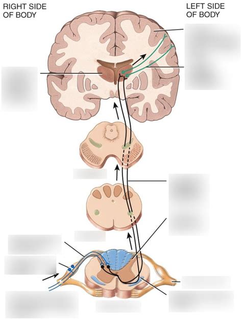 Synapses Diagram Quizlet