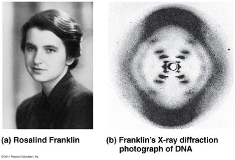 Rosalind Franklin