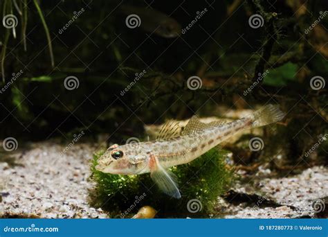 Monkey Goby Exotic Juvenile Freshwater Fish Caught In Southern Bug