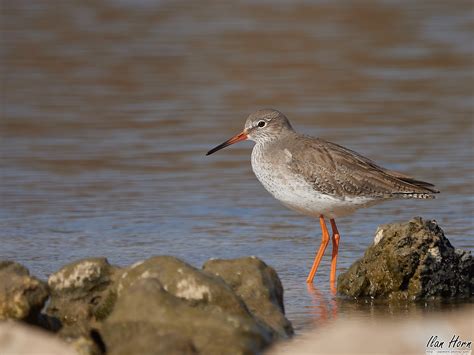 Common Redshank