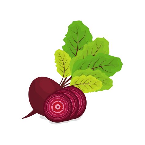 Whole Beetroot And Slices Illustration 10549144 Vector Art At Vecteezy