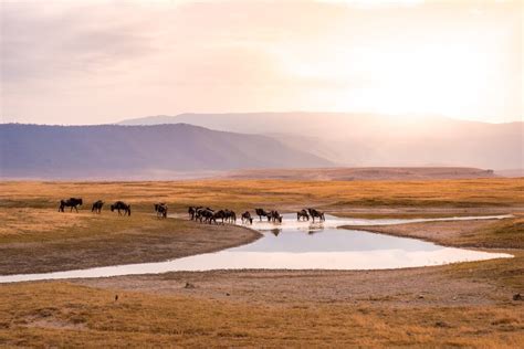 10 jours en Tanzanie 5 idées d itinéraires de safari FL Vacances