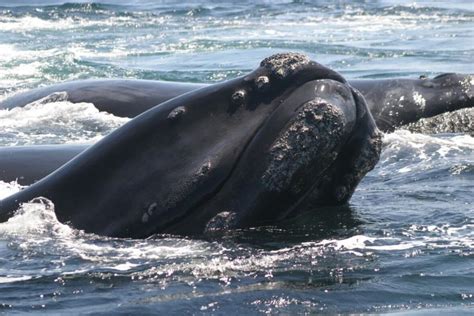 Samples Of Blowhole Spray Could Save Right Whales From Extinction