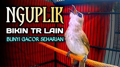 trucukan gacor nguplik aktif cepat memancing trucuk bunyi seketika