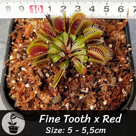 Jual Tanaman Karnivora Pemakan Serangga Venus Fly Trap Vft Fine Tooth