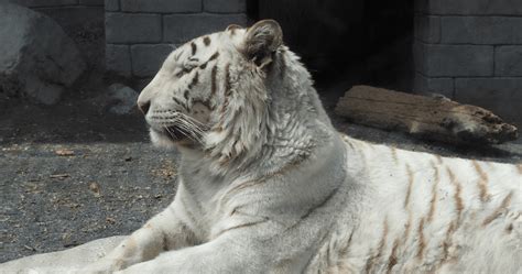 東武動物公園★ホワイトタイガー記念メダル★茶平工業